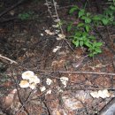 1박2일 아래 이미지