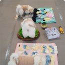 나랑애견유치원 이미지