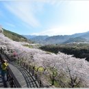 화개십리벚꽃길 이미지