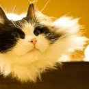 라가(RAGA) 이미지