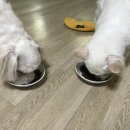 로이네 애견호텔 이미지