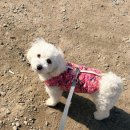 와우리 | [경기/의왕] 오리 차돌박이구이 맛집 애견동반 가능한 ‘와우리 장작구이’ 방문후기