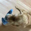 도곤도곤 애견미용실 이미지