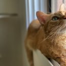 맘동물병원 이미지