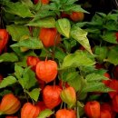 꺽쇠한우 이미지