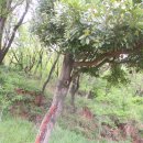 장도공원 이미지