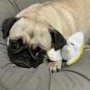 꽃길만 걷게 해줄'개' 이미지