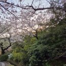 만하 | 일본 교토 여행 철학의길의 벚꽃 일본가볼만하곳