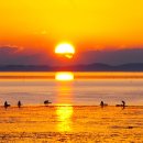 소라면 장척 이미지