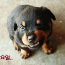 웃으면복이와요 이미지