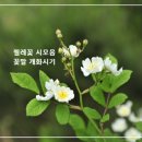 찔레꽃 시 모음 이미지