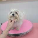 토비네 살롱 이미지