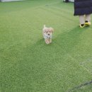 더 퍼피즈 블루오션 쿡 이미지