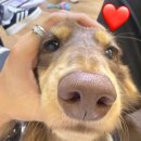 복슬 강아지 이미지