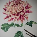 보태니컬 일러스트 이미지