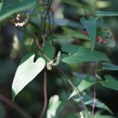 참마 Dioscorea japonica Thunb. 이미지