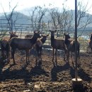 일구사슴농장 이미지