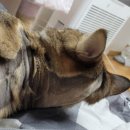 야옹아놀자 순천점 이미지