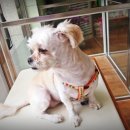 품 동물병원 이미지