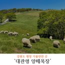 경운목장 | 강원도 평창 꼭 가봐야 하는 곳 대관령 양떼목장