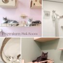 아이캣 고양이미용 호텔 이미지