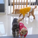 왈왈 살롱 이미지