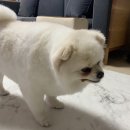 도그 윤 이미지