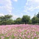 코스모스가든 이미지