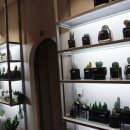 보타니코 이미지