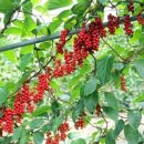 개척농업회사법인 주식회사 이미지