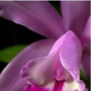 레디언트 이미지