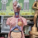 말 모형 이미지