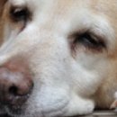 강남동물병원 이미지