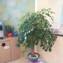 해피트리치과의원 이미지