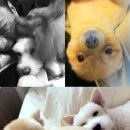 봉구