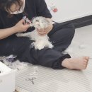 고양이 미용실 그냥 이미지