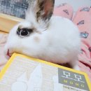 차오름동물병원 이미지