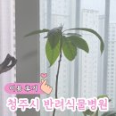 블루동물병원 | 청주시 농업 문화팀 2026 반려 식물병원(시범운영) 이용 후기