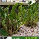 1월 27일. 한국의 탄생화와 부부 사랑 / 금전수와 천남성과 관엽 식물들​ 이미지