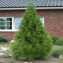 금송목재 이미지