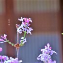 베이트리 이미지