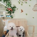 쿨 퍼피 | 구리애견호텔 "쿨퍼피"에 급 맡겼던 호텔링 후기