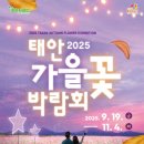 태안군, ‘2025 태안 가을꽃박람회’ 오는 19일 개막!(서산태안TV) 이미지