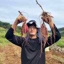 청년모종 이미지