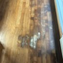 나는댕댕이다 | 실내 배변 댕댕이 필수품_배변패드 대형 사용 후기