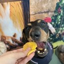 즐거운 애견미용 이미지