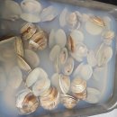 백합 티스토리