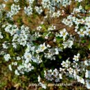 싸리마루 이미지