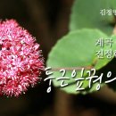 [꽃 이야기 90회 ] 계곡 바위틈에 자라는 강인한 꽃- 둥근잎꿩의비름 이미지