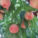 이준구농장 이미지